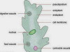 Osmoregulation (Homeostasis) in Protozoa