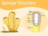 Sycon Sponge Scypha Structure and Its Canal System and Nutrition