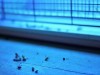 How Blue Light Attracts Mosquitoes: Understanding the Science and Minimizing Exposure