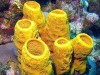 Reproduction in Sycon Sponge