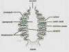 Canal System in Sycon (Sponge)