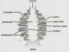 Canal System in Sycon (Sponge)