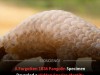 19th‑Century Museum Specimen Solves Pangolin Mystery, Restoring Its Lost Scientific Name