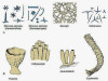 Classification of Phylum Porifera