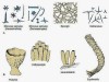 Classification of Phylum Porifera