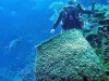 Porifera – Affinities-Systematic Position of Sponges