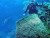 Porifera – Affinities-Systematic Position of Sponges.
