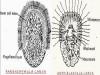 Porifera Larva: Parenchyma and Amphiblastula Larva