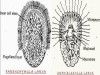 Porifera Larva: Parenchyma and Amphiblastula Larva