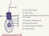 Choanocytes – Collar Cells