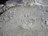 Hiker Finds 280‑Million‑Year‑Old Alpine Footprints That Capture Whole Prehistoric Landscape
