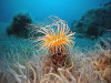 Introduction to Coelenterata