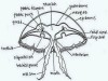 Structure of Jellyfish (Aurelia)