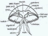 Structure of Jellyfish (Aurelia)