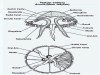 Aurelia: Gastro Vascular System and Nutrition