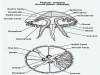 Aurelia: Gastro Vascular System and Nutrition