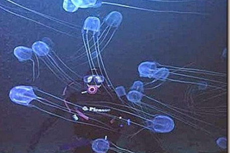 Aurelia (Jellyfish)