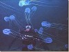 Aurelia: Locomotion, Respiration, Excretion, Nervous System, and Sense Organs