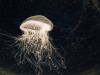 Jellyfish Reproduction: Aurelia Life History