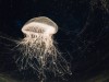 Jellyfish Reproduction: Aurelia Life History