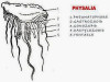 Polymorphism in Cnidaria (Coelenterate)