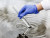 Researcher holds a test tube with water in a hand in blue glove.