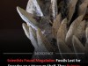 Lost Megalodon Vertebrae Resurface After Decades, Supporting 79‑Foot Shark Size