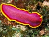 Characteristics of Phylum Platyhelminthes