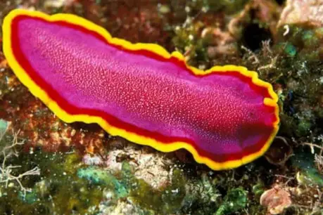 Phylum Platyhelminthes
