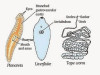 Classification of Phylum Platyhelminthes