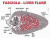 Fasciola Hepatica (Sheep Liver Fluke) Morphology and Physiology