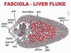 Fasciola Hepatica (Sheep Liver Fluke) Morphology and Physiology