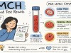 What Is MCH in a Blood Test? High, Low & Normal Ranges