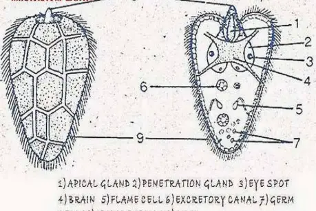 Life History of Fasciola Hepatica (Sheep Liver Fluke).