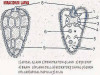 Life History of Fasciola Hepatica (Sheep Liver Fluke)