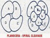 Development of Planocera