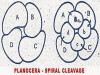 Development of Planocera