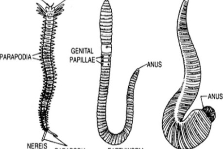 Biology of Annelids.