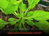 Unlocking Plant Gluttony Gene Could Boost Nitrogen Uptake and Cut Fertilizer Waste