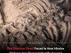 New Mexico Fossil Yields Giant Troodontid Dinevenator After 20 Years of Misclassification