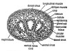 Anatomy of Hirudinaria