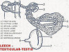 Hirudinaria: Excretory System and Nephridium Structure and Function