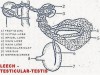 Hirudinaria: Excretory System and Nephridium Structure and Function