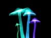 Magic Mushrooms Prompt Remarkable Recovery in One Alzheimer’s Patient, Study Cautions