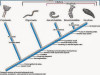 Annelida: Exploring the Diversity and Classification of Segmented Worms