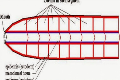 Metamerism in Annelida.