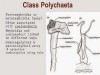 Coelom and Coelomoducts of Annelida