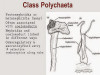 Coelom and Coelomoducts of Annelida