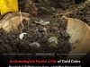 Ancient Persian Gold Coin Hoard Unearthed in Turkey May Have Paid Mercenaries