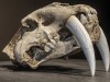 Half‑Century‑Old Museum Skull Reveals Complete Anatomy of Ancient Saber‑Toothed Cat